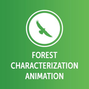 Forest Characterization Animation