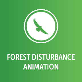 Forest Disturbance Animation